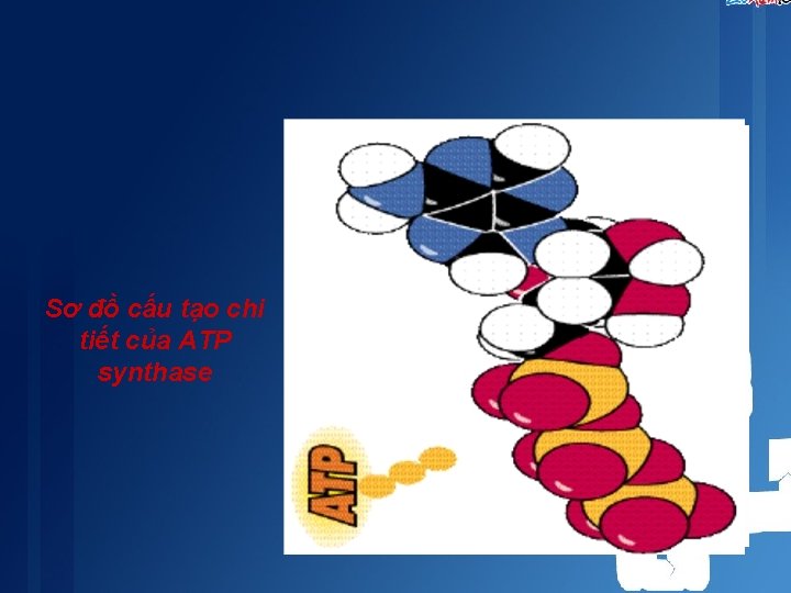 Sơ đồ cấu tạo chi tiết của ATP synthase Sơ đồ cấu tạo chi tiết của ATP synthase