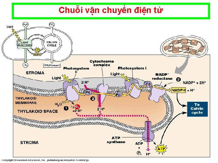 Chuỗi vận chuyển điện tử Bên trong H+ NADH NAD e e ADP Succinate Chuỗi vận chuyển điện tử Bên trong H+ NADH NAD e e ADP Succinate
