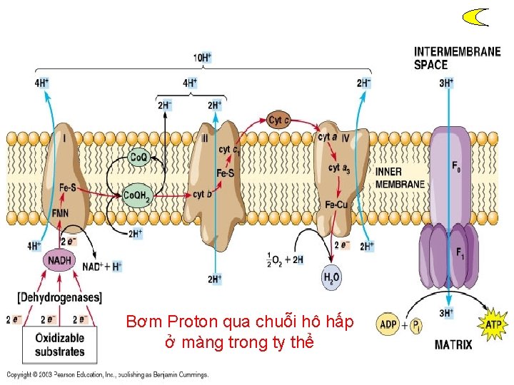Bơm Proton qua chuỗi hô hấp ở màng trong ty thể Bơm Proton qua chuỗi hô hấp ở màng trong ty thể