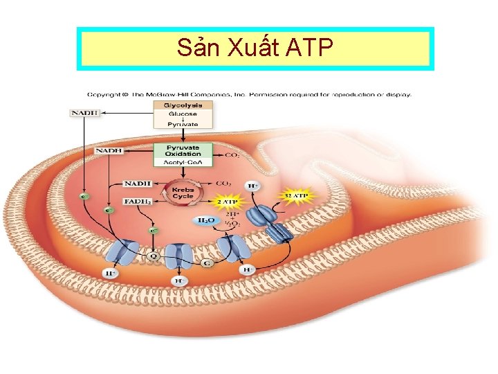 Sản Xuất ATP Sản Xuất ATP