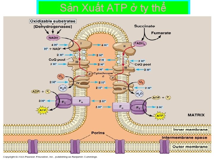 Sản Xuất ATP ở ty thể Sản Xuất ATP ở ty thể