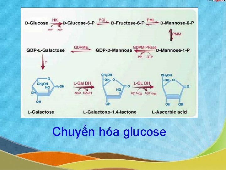 Chuyển hóa glucose Chuyển hóa glucose