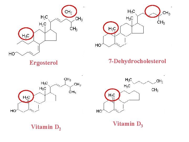 Ergosterol Vitamin D 2 7 -Dehydrocholesterol Vitamin D 3 Ergosterol Vitamin D 2 7 -Dehydrocholesterol Vitamin D 3