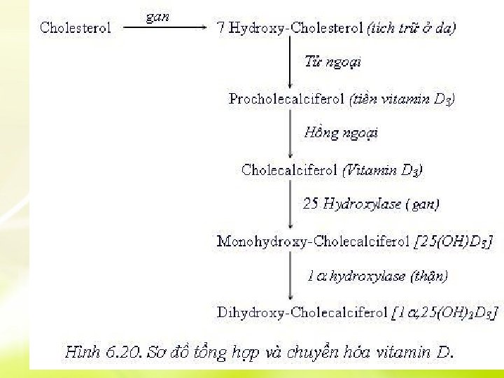 Chuyển hóa vitamin D 3 Cấu tạo vitamin D 3 Chuyển hóa vitamin D 3 Cấu tạo vitamin D 3