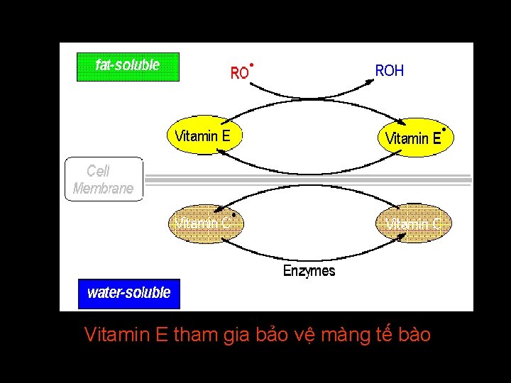 Vitamin E tham gia bảo vệ màng tế bào Vitamin E tham gia bảo vệ màng tế bào