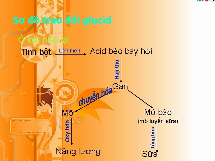 Sơ đồ trao đổi glucid Acid béo bay hơi Hấp thu Ở loài nhai Sơ đồ trao đổi glucid Acid béo bay hơi Hấp thu Ở loài nhai