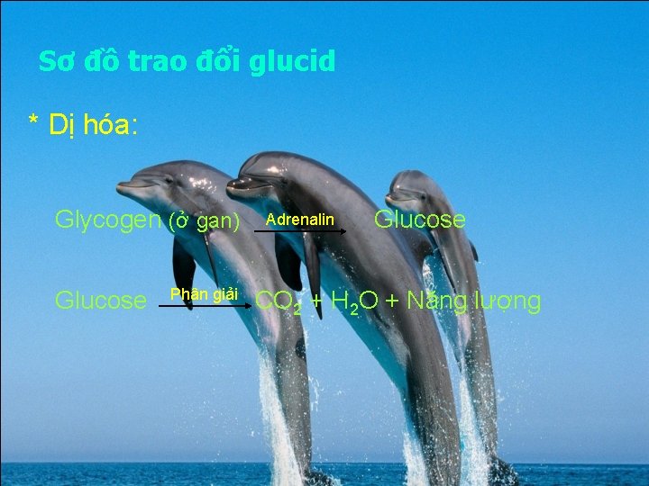 Sơ đồ trao đổi glucid * Dị hóa: Glycogen (ở gan) Glucose Phân giải Sơ đồ trao đổi glucid * Dị hóa: Glycogen (ở gan) Glucose Phân giải