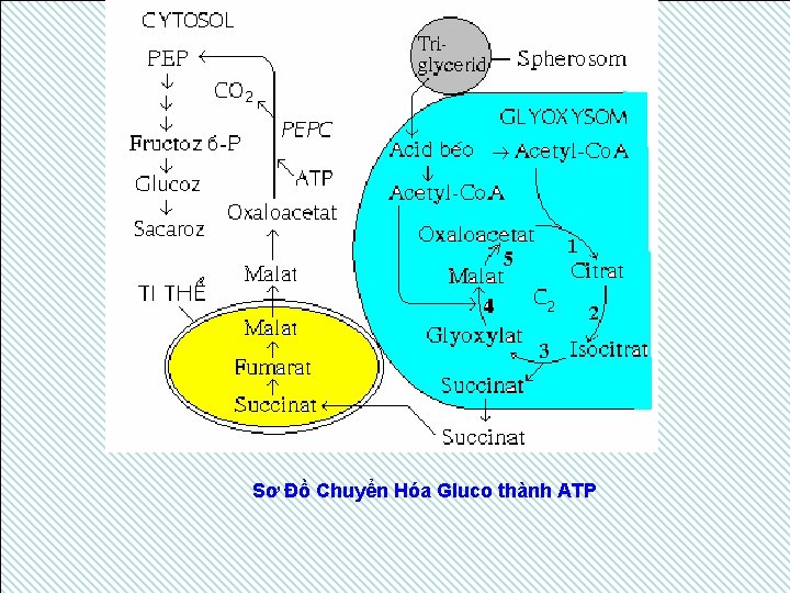 Sơ Đồ Chuyển Hóa Gluco thành ATP Sơ Đồ Chuyển Hóa Gluco thành ATP