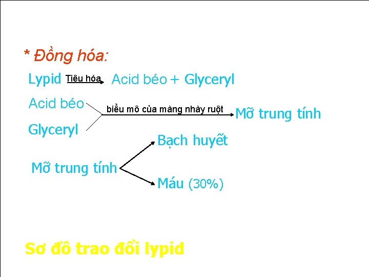 * Đồng hóa: Lypid Tiêu hóa Acid béo + Glyceryl Acid béo biểu mô * Đồng hóa: Lypid Tiêu hóa Acid béo + Glyceryl Acid béo biểu mô