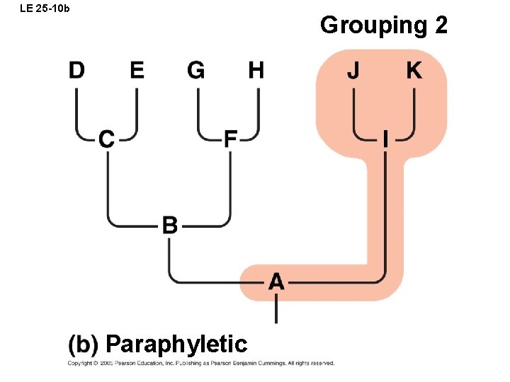 Chapter 25 Phylogeny and Systematics Power Point Lectures
