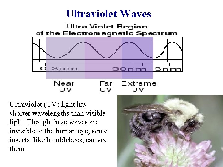 Ultraviolet Waves Ultraviolet (UV) light has shorter wavelengths than visible light. Though these waves