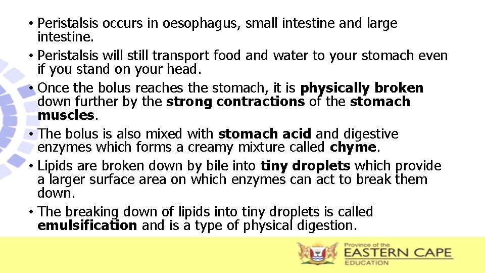  • Peristalsis occurs in oesophagus, small intestine and large intestine. • Peristalsis will