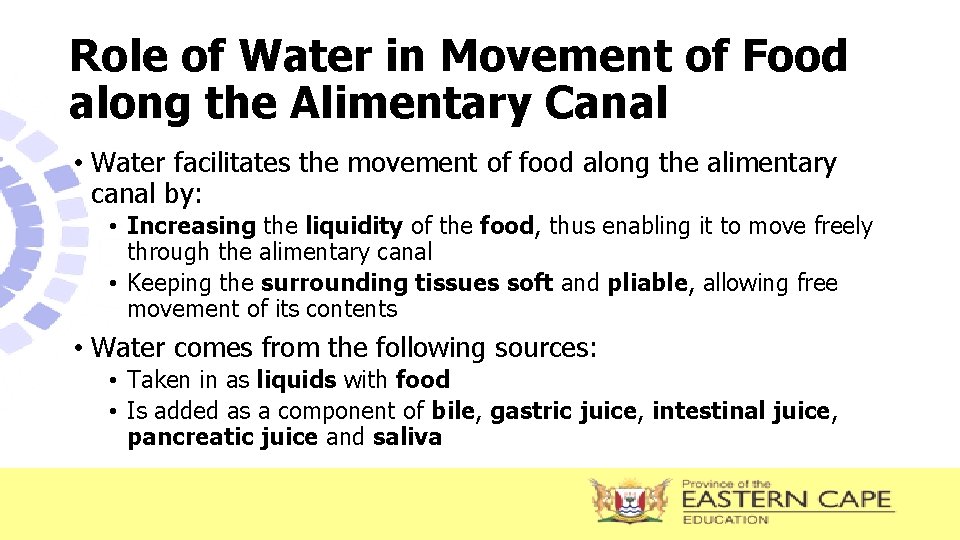 Role of Water in Movement of Food along the Alimentary Canal • Water facilitates