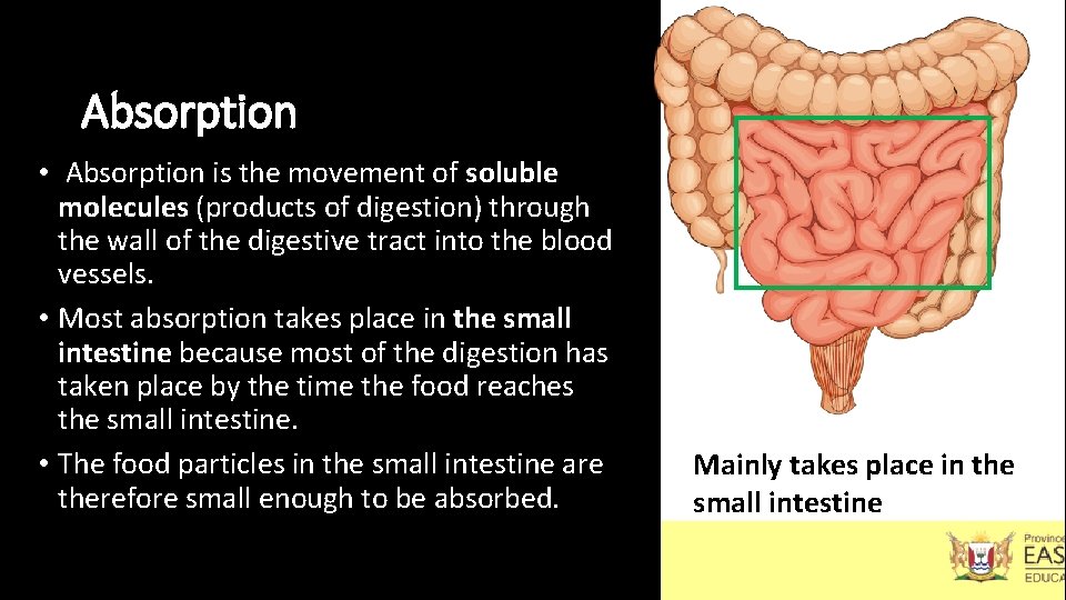 Absorption • Absorption is the movement of soluble molecules (products of digestion) through the