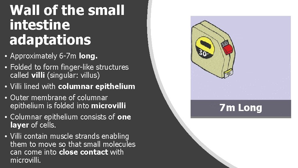 Wall of the small intestine adaptations • Approximately 6 -7 m long. • Folded