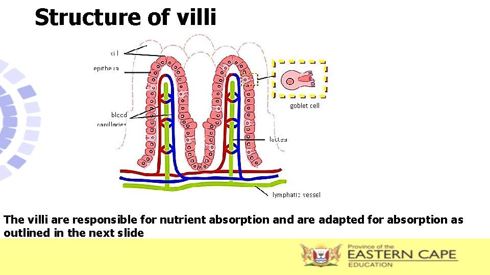 Structure of villi The villi are responsible for nutrient absorption and are adapted for