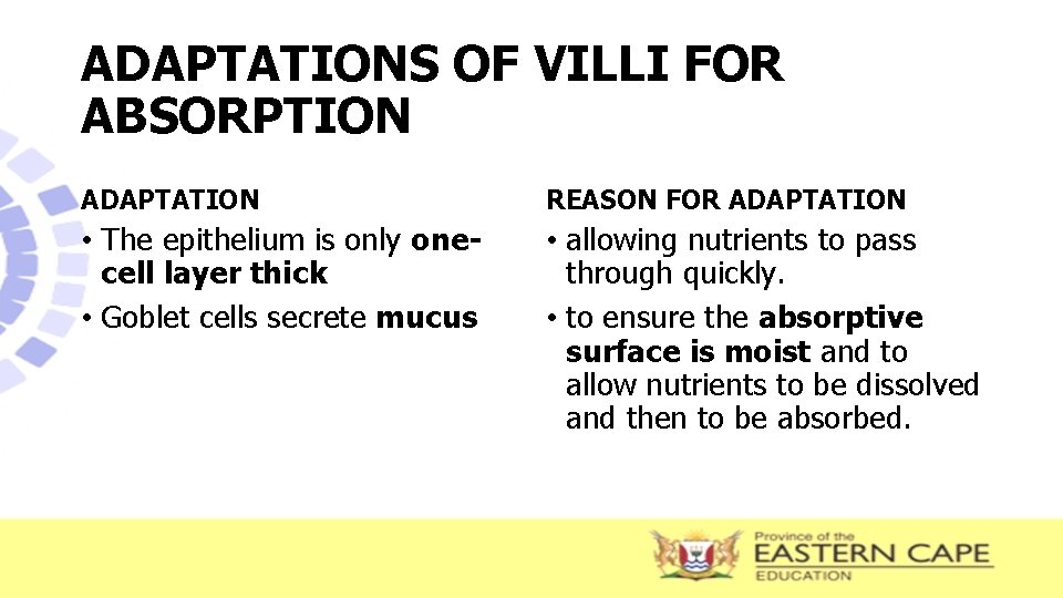 ADAPTATIONS OF VILLI FOR ABSORPTION ADAPTATION REASON FOR ADAPTATION • The epithelium is only