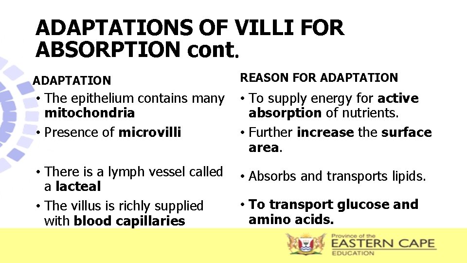 ADAPTATIONS OF VILLI FOR ABSORPTION cont. ADAPTATION REASON FOR ADAPTATION • The epithelium contains