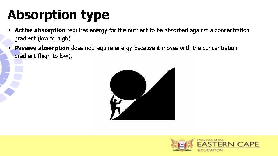 Absorption type • Active absorption requires energy for the nutrient to be absorbed against