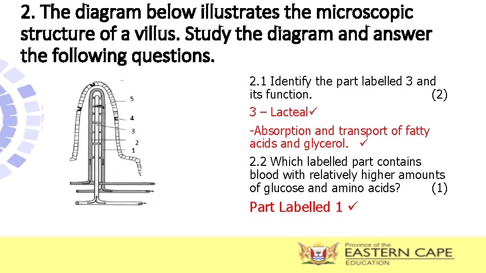 2. The diagram below illustrates the microscopic structure of a villus. Study the diagram