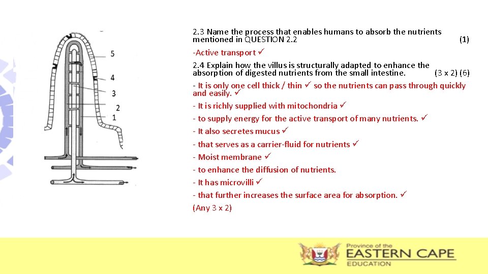 2. 3 Name the process that enables humans to absorb the nutrients mentioned in