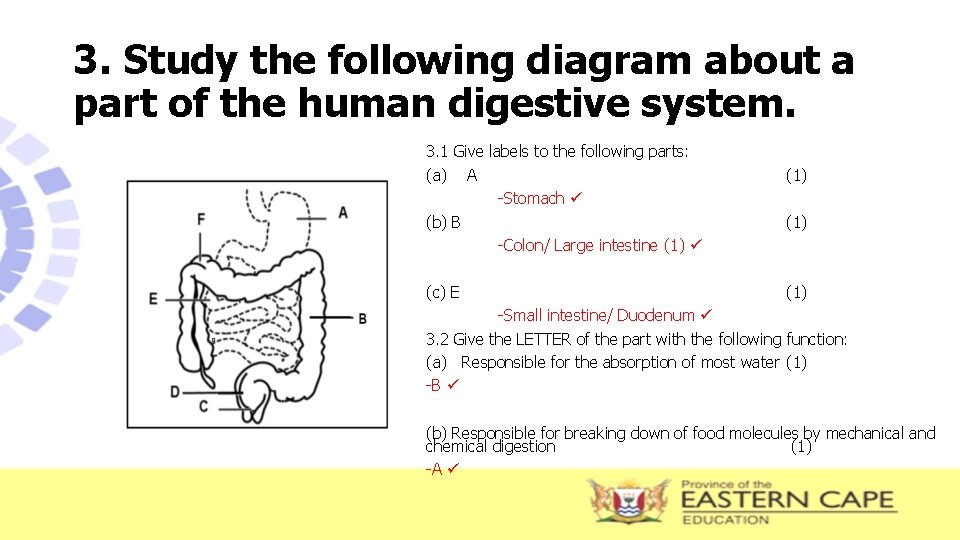 3. Study the following diagram about a part of the human digestive system. 3.