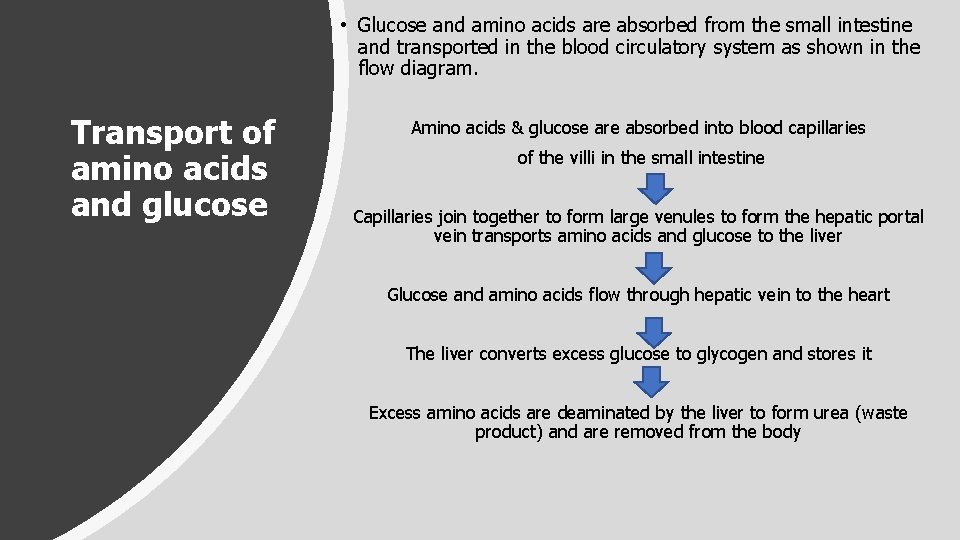  • Glucose and amino acids are absorbed from the small intestine and transported