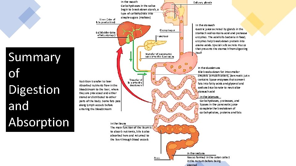 In the mouth Carbohydrases in the saliva begin to break down starch, a type