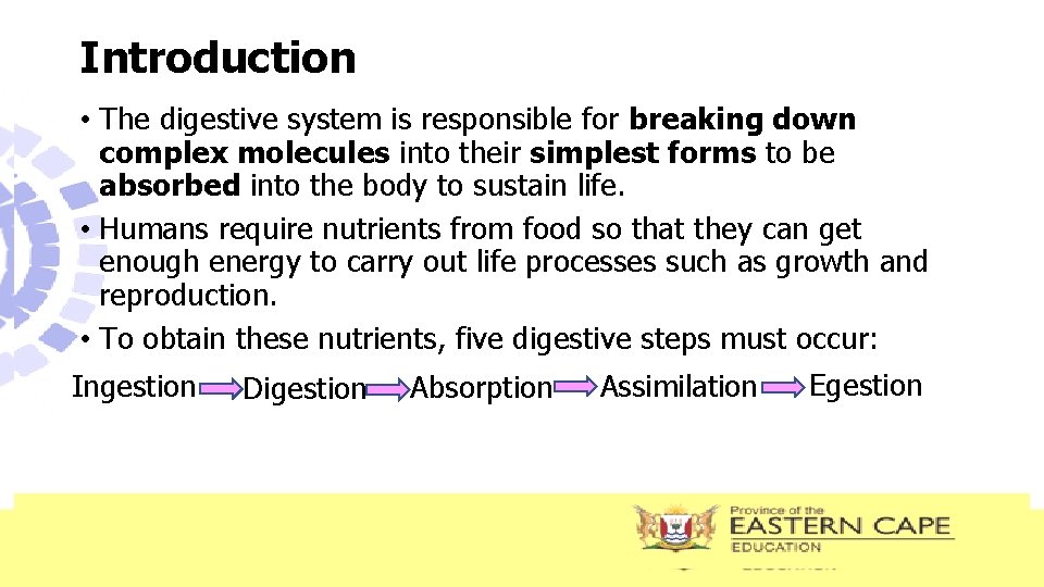Introduction • The digestive system is responsible for breaking down complex molecules into their