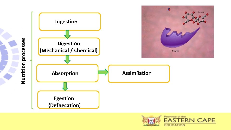 Nutrition processes Ingestion Digestion (Mechanical / Chemical) Absorption Egestion (Defaecation) Assimilation 