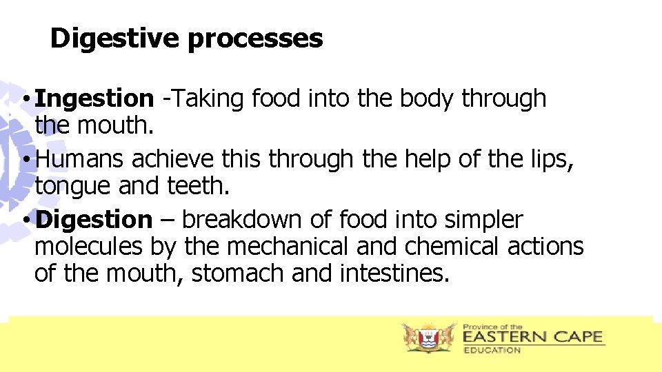 Digestive processes • Ingestion -Taking food into the body through the mouth. • Humans