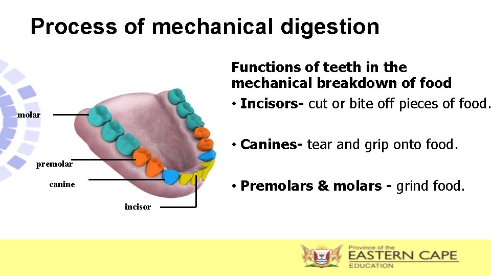 Process of mechanical digestion Functions of teeth in the mechanical breakdown of food •