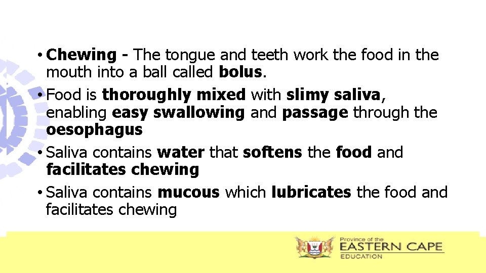  • Chewing - The tongue and teeth work the food in the mouth