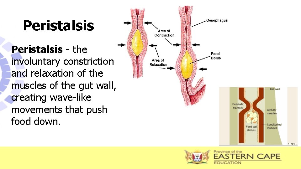 Peristalsis - the involuntary constriction and relaxation of the muscles of the gut wall,