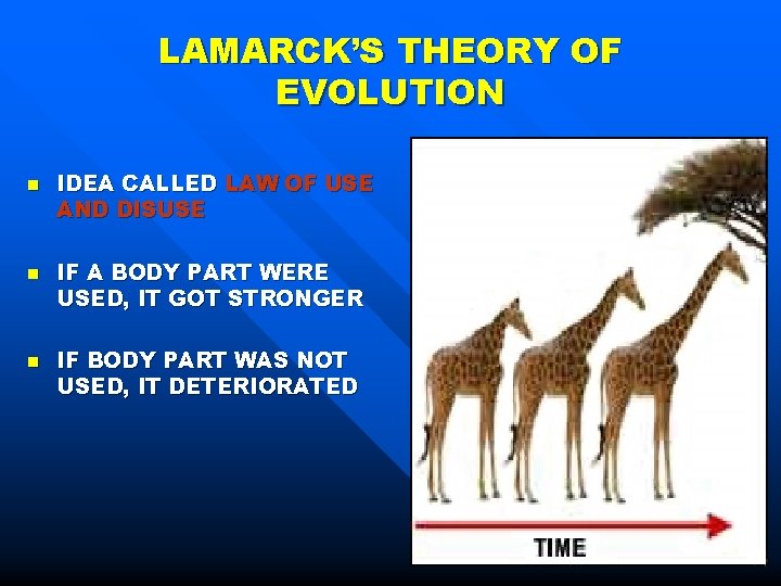 LAMARCK’S THEORY OF EVOLUTION n n n IDEA CALLED LAW OF USE AND DISUSE