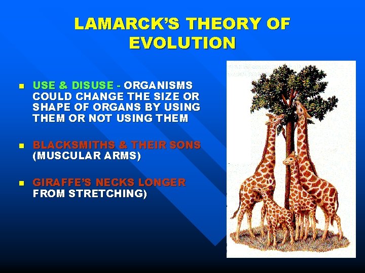 LAMARCK’S THEORY OF EVOLUTION n n n USE & DISUSE - ORGANISMS COULD CHANGE