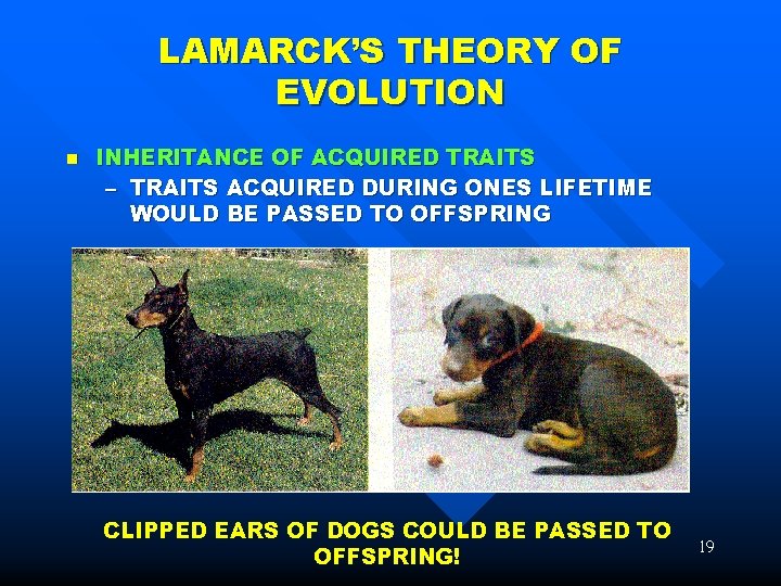 LAMARCK’S THEORY OF EVOLUTION n INHERITANCE OF ACQUIRED TRAITS – TRAITS ACQUIRED DURING ONES