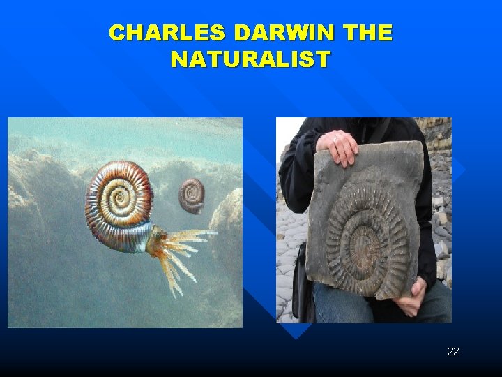 CHARLES DARWIN THE NATURALIST 22 