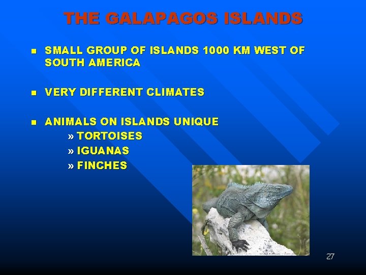 THE GALAPAGOS ISLANDS n n n SMALL GROUP OF ISLANDS 1000 KM WEST OF