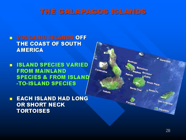 THE GALAPAGOS ISLANDS n n n VOLCANIC ISLANDS OFF THE COAST OF SOUTH AMERICA