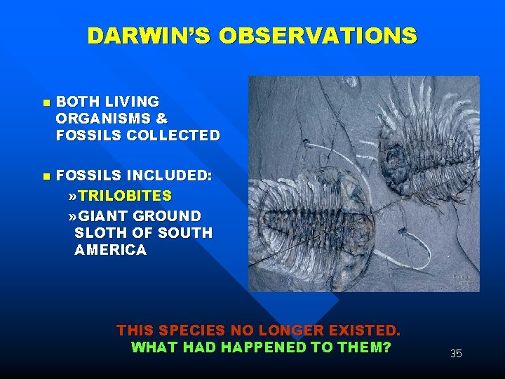 DARWIN’S OBSERVATIONS n n BOTH LIVING ORGANISMS & FOSSILS COLLECTED FOSSILS INCLUDED: » TRILOBITES