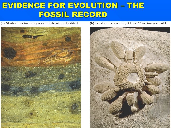 EVIDENCE FOR EVOLUTION – THE FOSSIL RECORD 36 