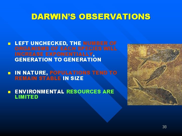 DARWIN’S OBSERVATIONS n n n LEFT UNCHECKED, THE NUMBER OF ORGANISMS OF EACH SPECIES