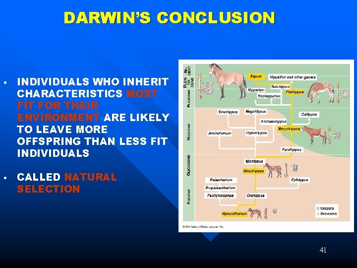 DARWIN’S CONCLUSION • INDIVIDUALS WHO INHERIT CHARACTERISTICS MOST FIT FOR THEIR ENVIRONMENT ARE LIKELY