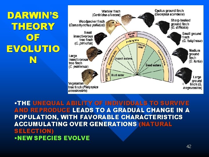 DARWIN’S THEORY OF EVOLUTIO N • THE UNEQUAL ABILITY OF INDIVIDUALS TO SURVIVE AND