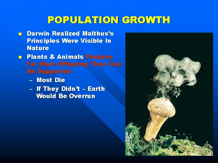 POPULATION GROWTH n n Darwin Realized Malthus’s Principles Were Visible In Nature Plants &