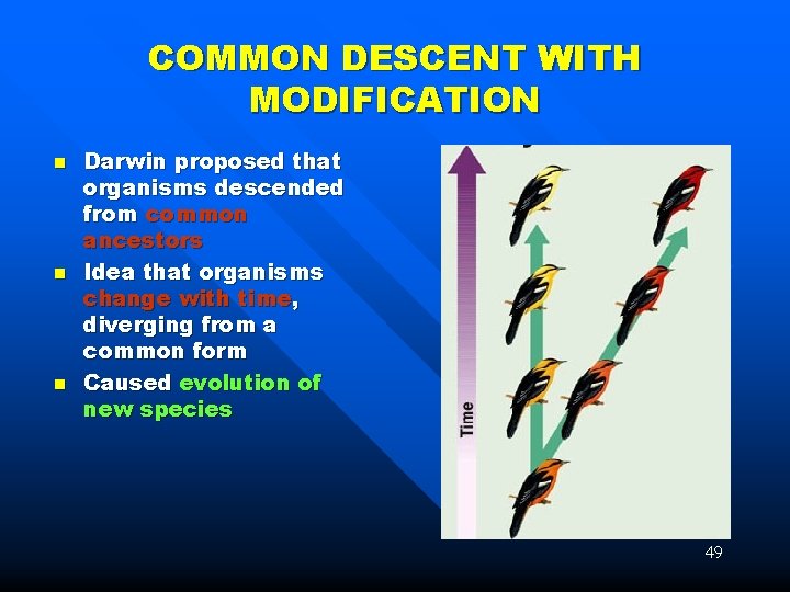 COMMON DESCENT WITH MODIFICATION n n n Darwin proposed that organisms descended from common