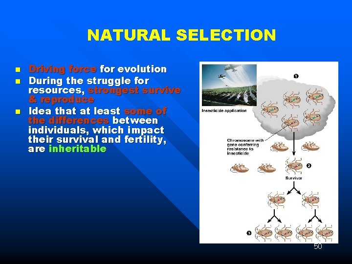 NATURAL SELECTION n n n Driving force for evolution During the struggle for resources,