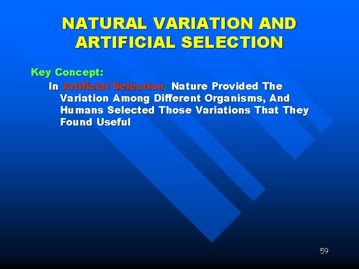 NATURAL VARIATION AND ARTIFICIAL SELECTION Key Concept: In Artificial Selection, Nature Provided The Variation