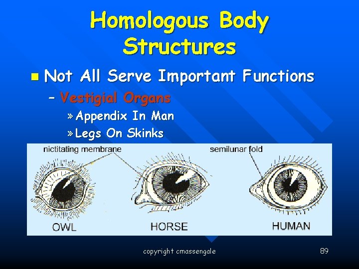 Homologous Body Structures n Not All Serve Important Functions – Vestigial Organs » Appendix